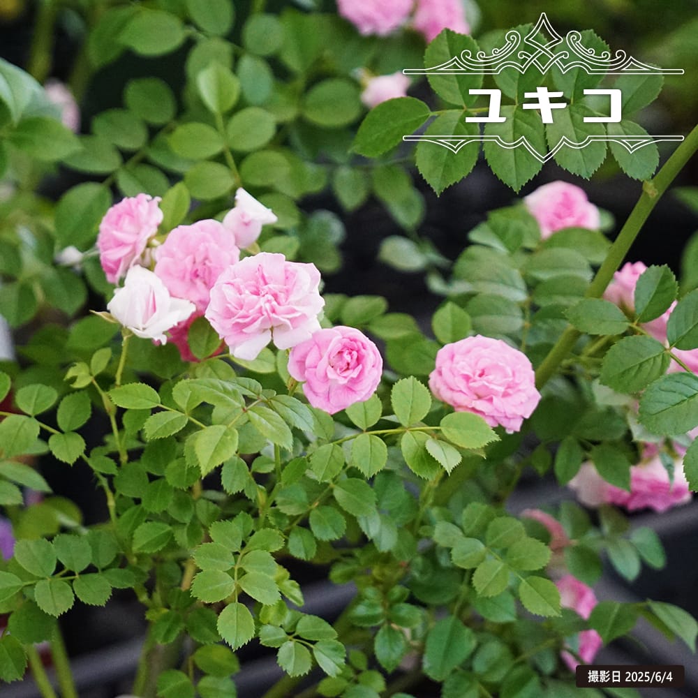 薔薇苗 バラ苗【6号新苗】ラベンダーシルエッタ 国産苗 6号鉢植え品