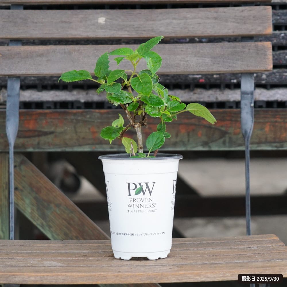 アジサイ タフスタッフ 苗 通販 苗木部 By 花ひろばオンライン