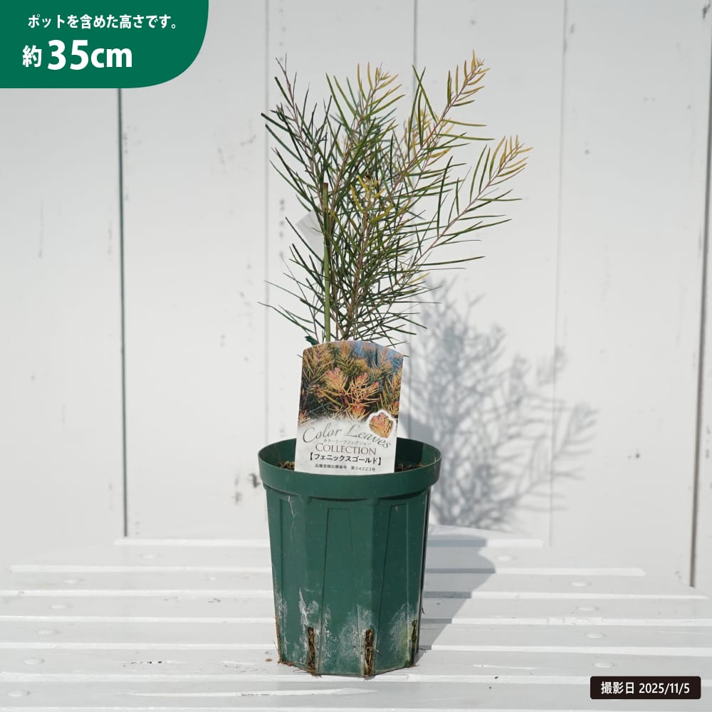 アカシア フェニックスゴールド 苗 通販 苗木部 By 花ひろばオンライン