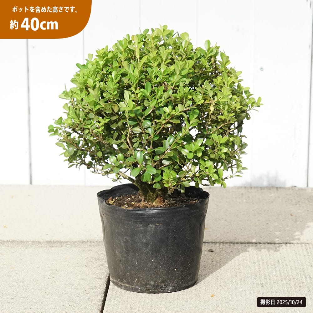 ボックスウッド 球形 植物 西洋ツゲ ボックスウッド 苗 植え方 苗木部 By 花ひろばオンライン