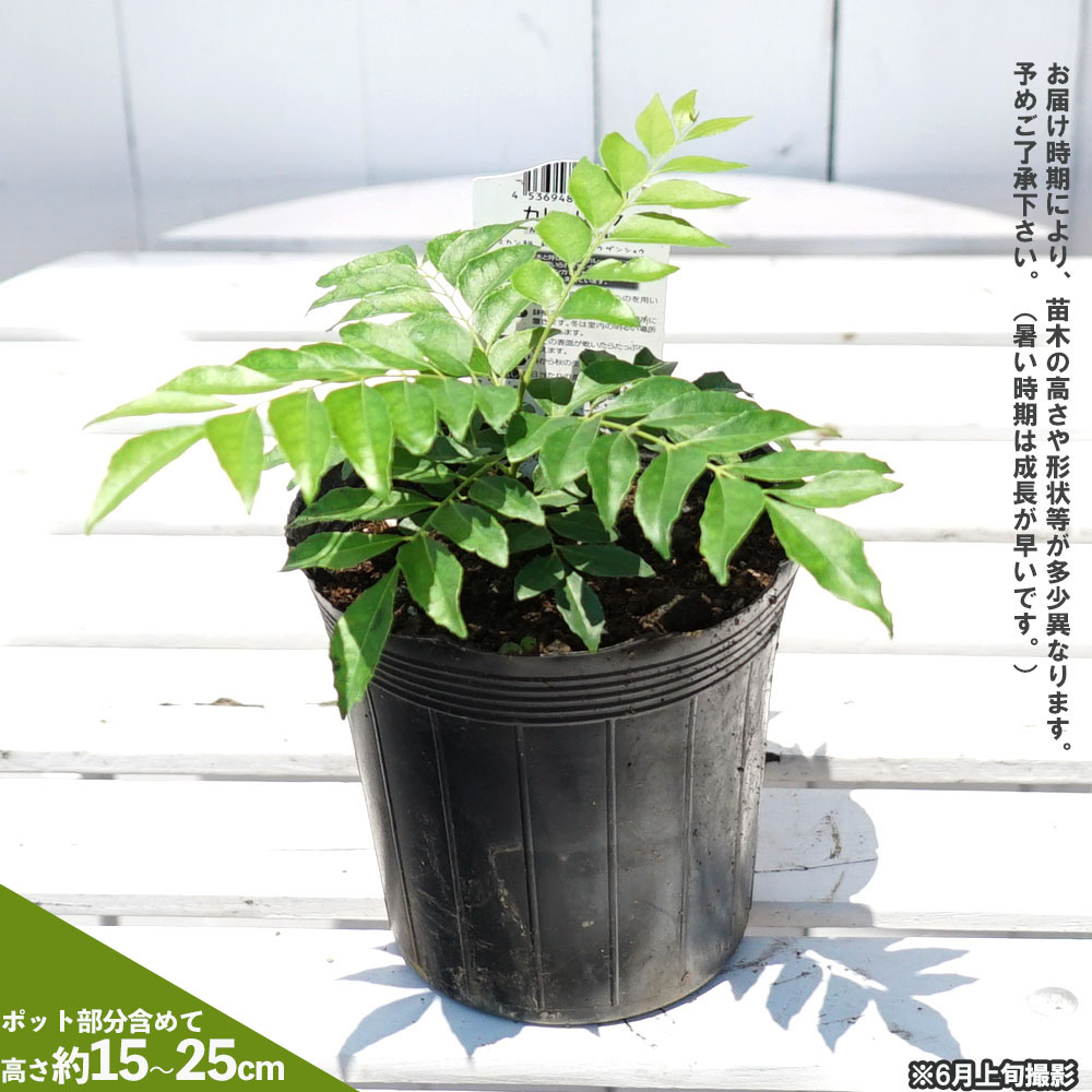 【GINGER掲載商品】 カレーリーフ カレーリーフ 苗 販売 苗木部 By 花ひろばオンライン 常緑樹