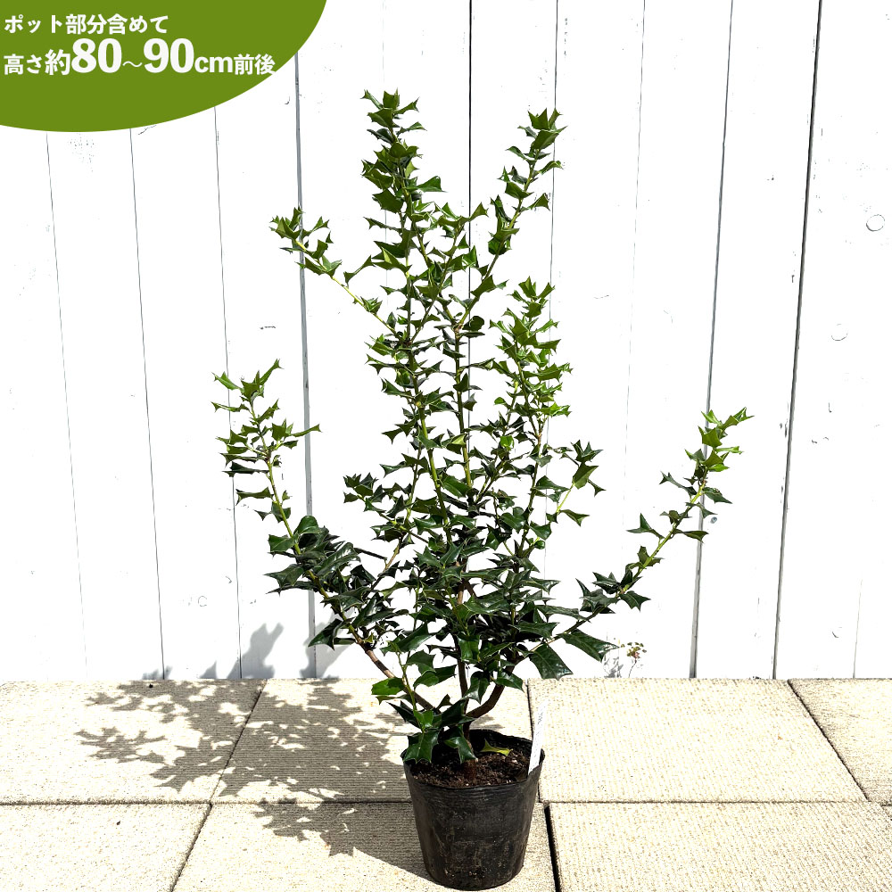 西洋ヒイラギ チャイニーズホーリー 苗 販売 苗木部 By 花ひろばオンライン