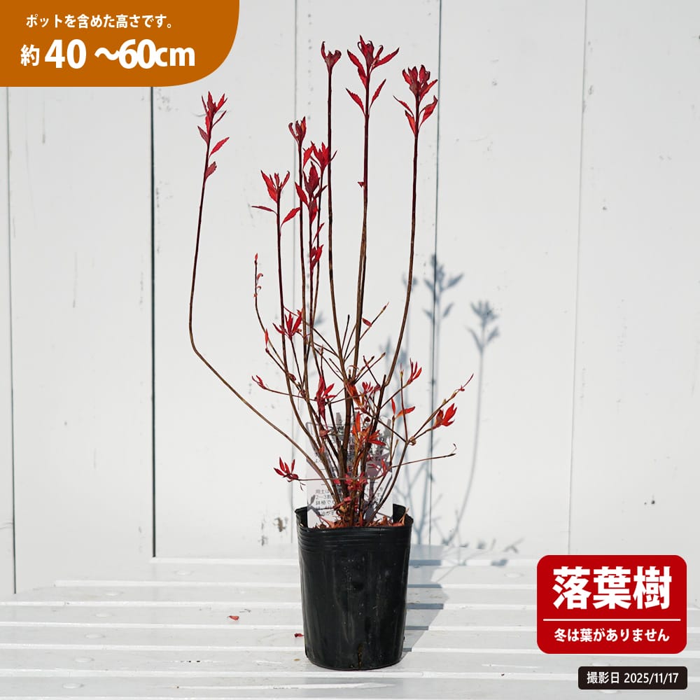 ドウダンツツジ 柳葉紅 苗 販売 苗木部 By 花ひろばオンライン