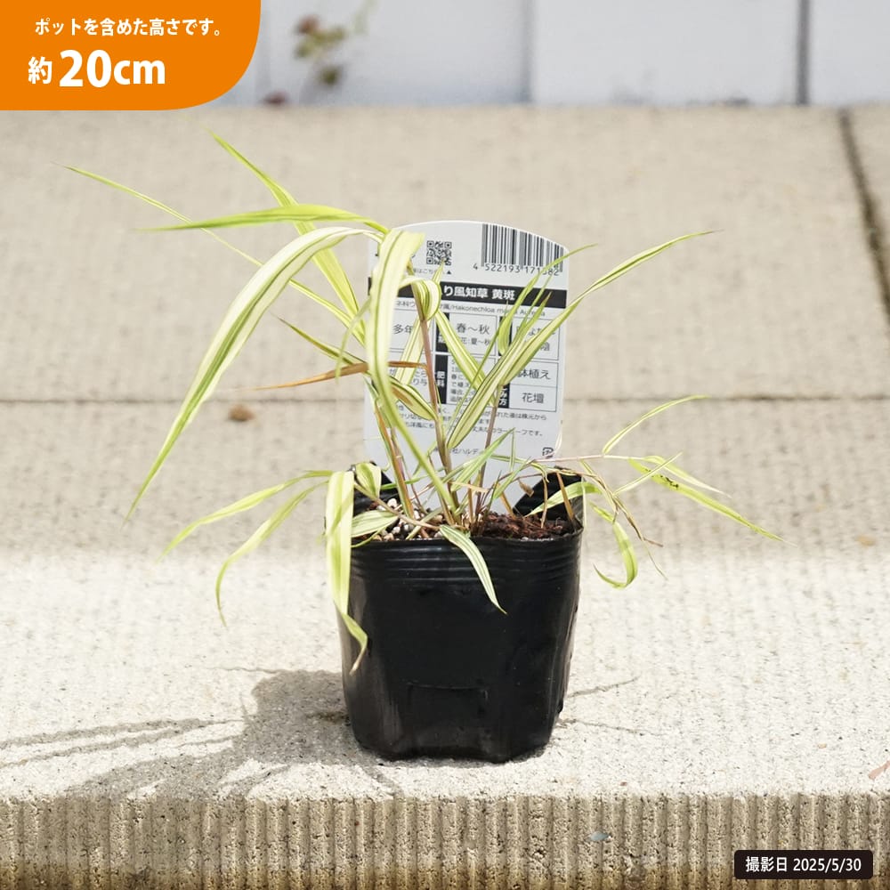 フウチソウ 苗 販売 苗木部 By 花ひろばオンライン