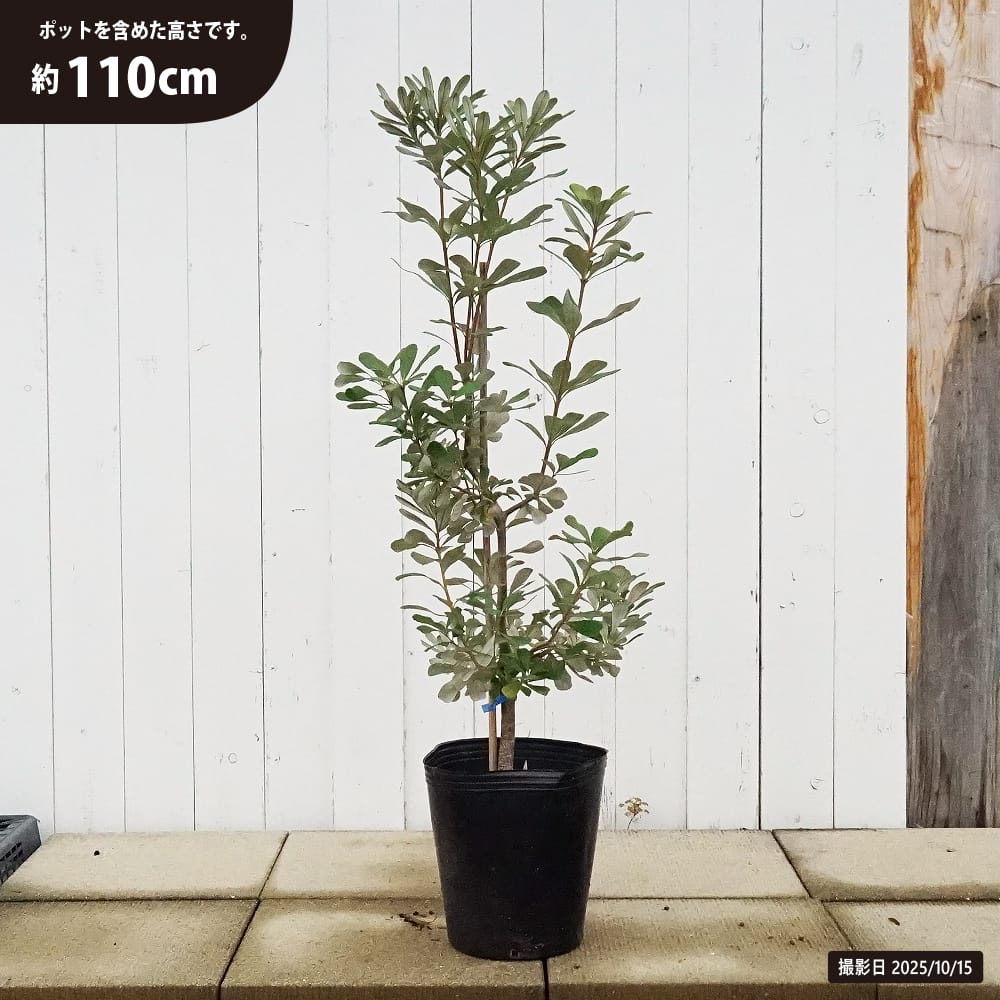 バンクシア インテグリフォリア コーストバンクシア 苗 おすすめ 苗木部