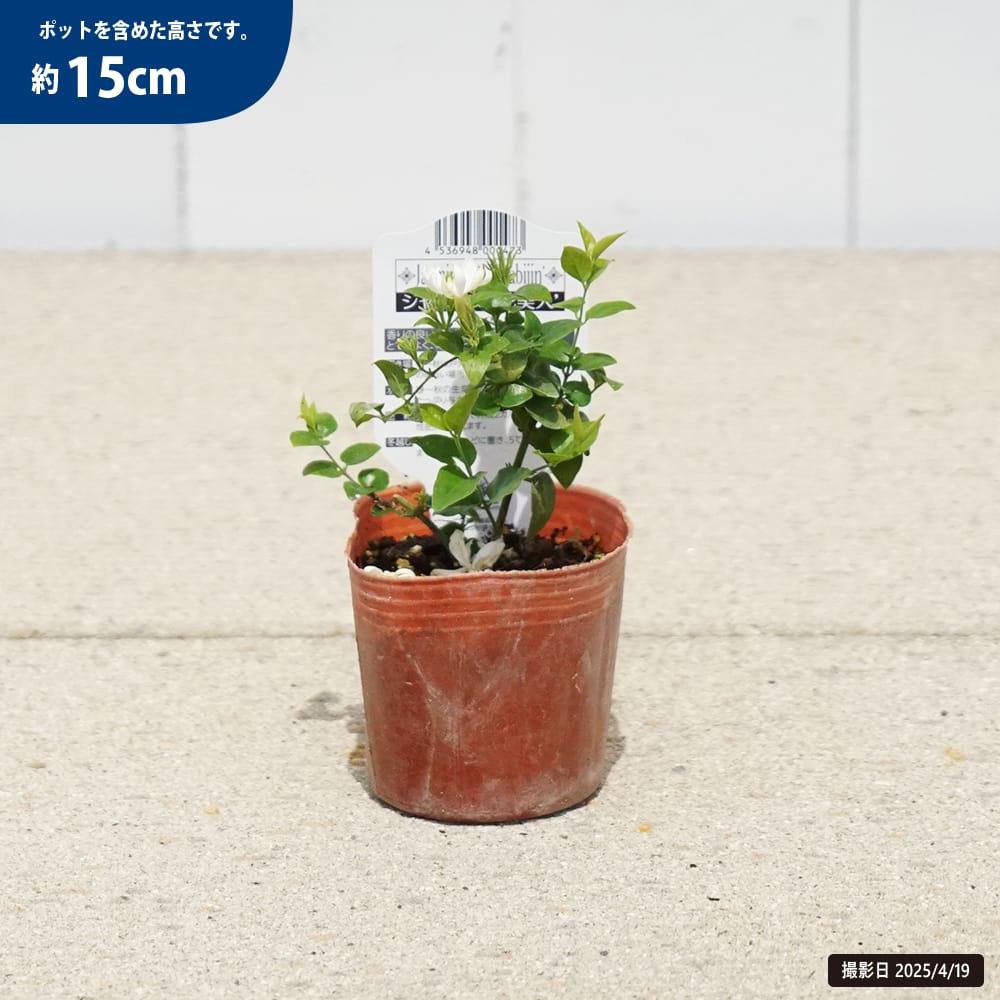 ジャスミン 花美人 苗 販売 苗木部 By 花ひろばオンライン