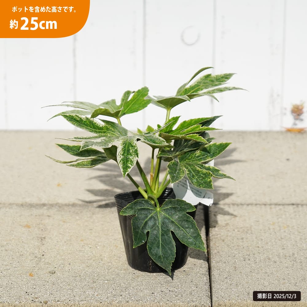 ヤツデ スパイダーウェブ 苗 販売 苗木部 By 花ひろばオンライン