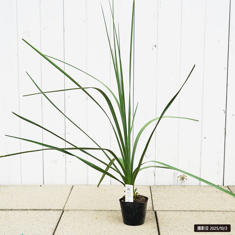 ノリナ エクセルサ 8号 120cm Nolina excelsa day&light Nolina excelsaノリナ エクセルサ 販売・通販