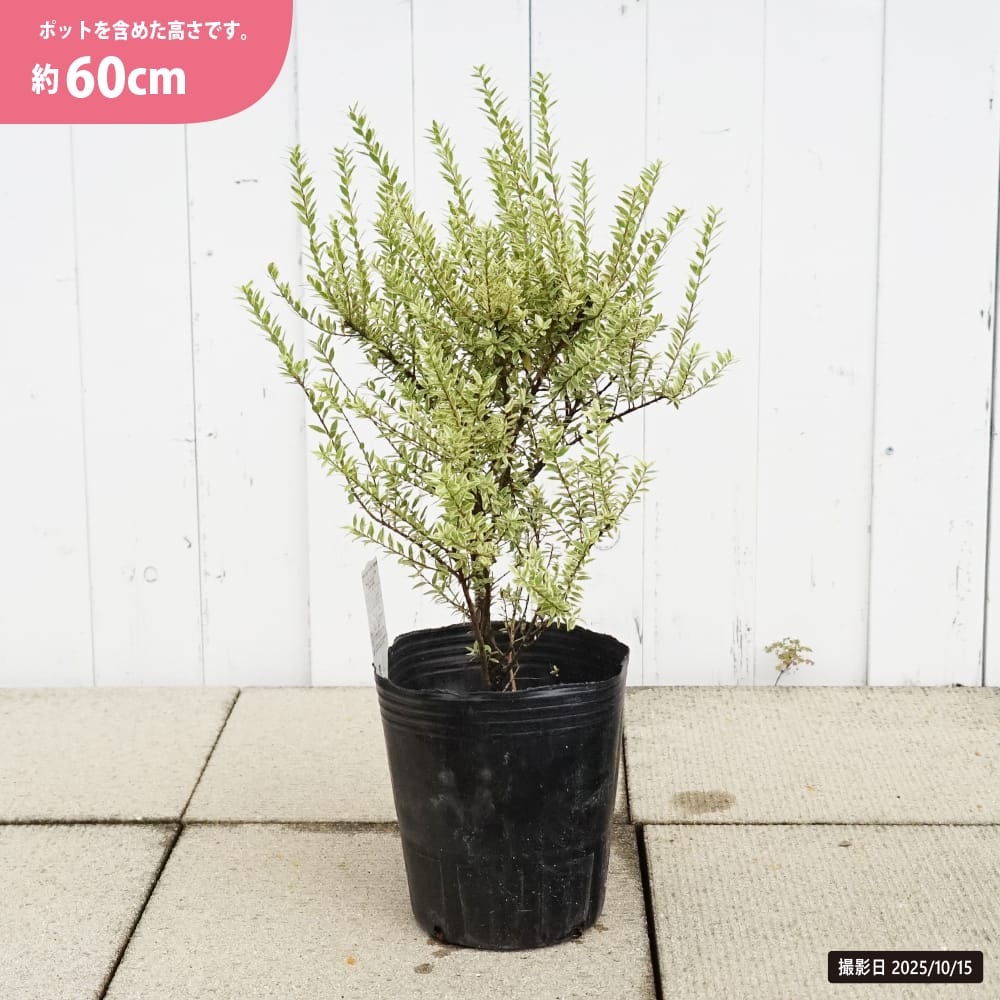 ギンバイカ 斑入り 苗 販売 苗木部 By 花ひろばオンライン