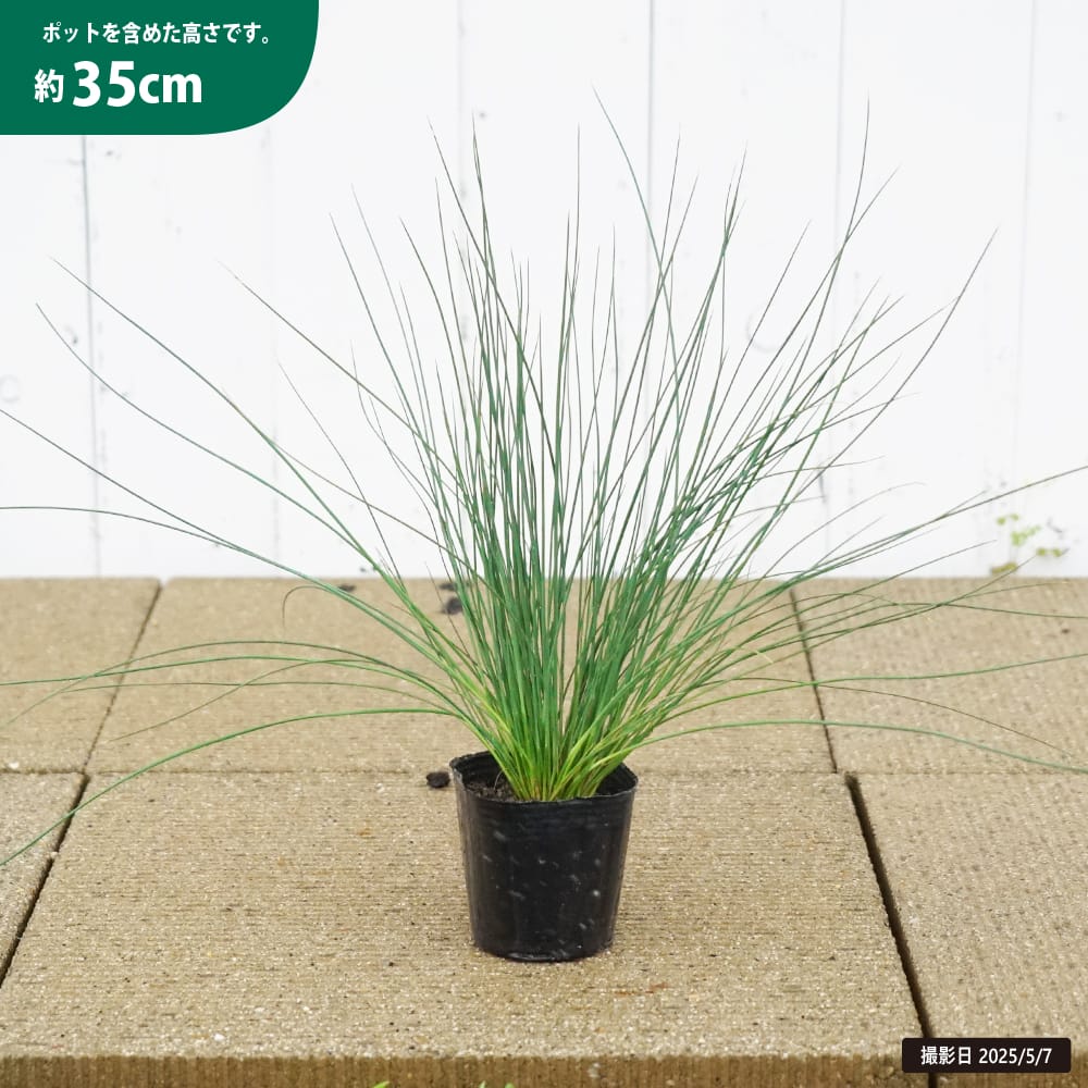 ユンカス ブルーアロー 苗 販売 苗木部 By 花ひろばオンライン