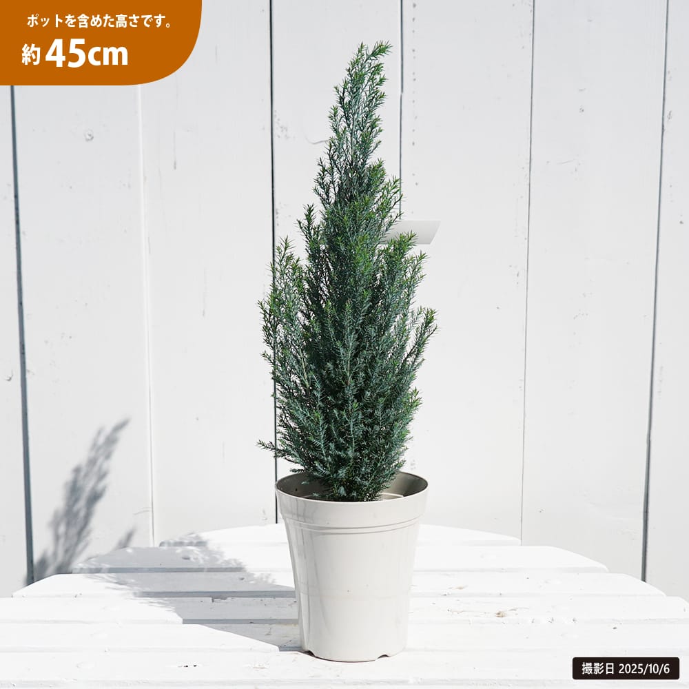 コニファー シルバースター 苗 販売 苗木部 By 花ひろばオンライン