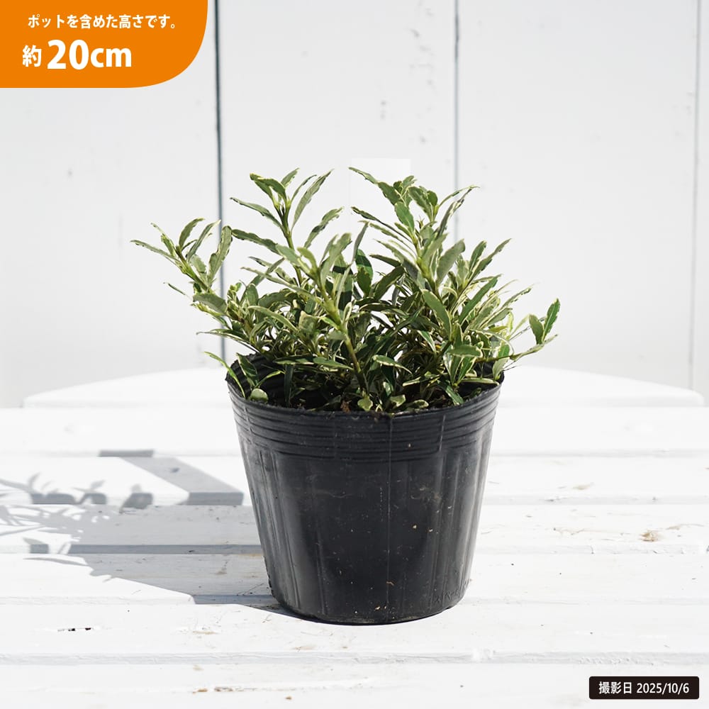 斑入り ヒメクチナシ 苗 販売 苗木部 By 花ひろばオンライン