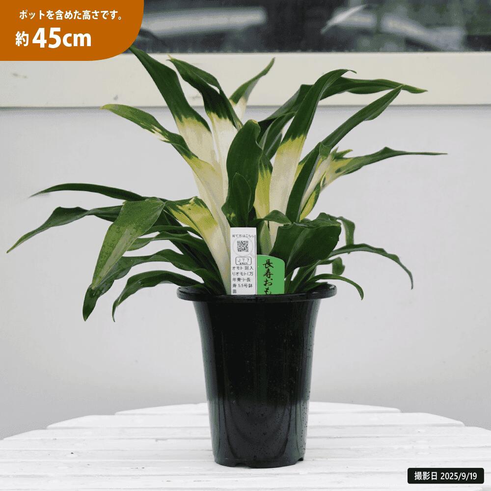 万年青 斑入り 苗/種など 株 斑が美しい 斑入り万年青苗 斑が美しい 公式