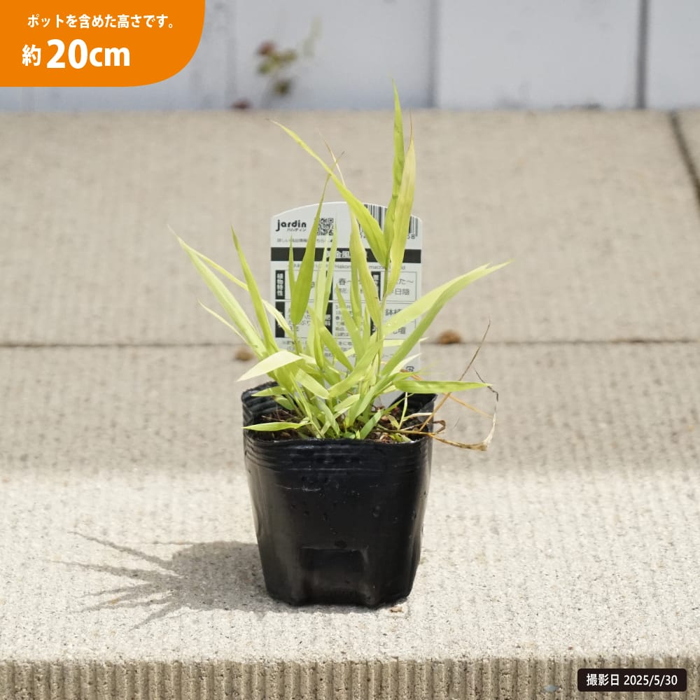 日本トキソウ【3.5号ポット】7点 日本トキソウ【3.5号ポット】 : 五所