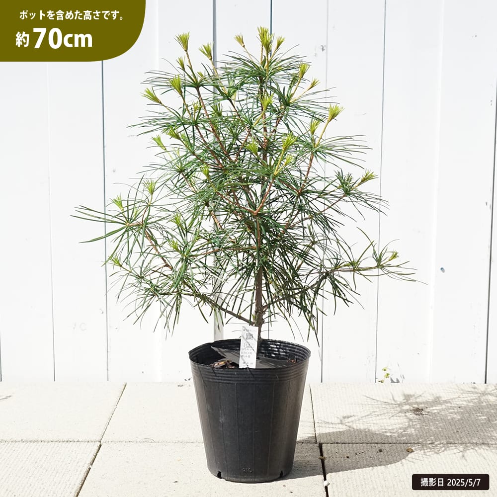 コウヤマキ 約:120cm【高野槙/ホンマキ/常緑針葉樹/園芸植物