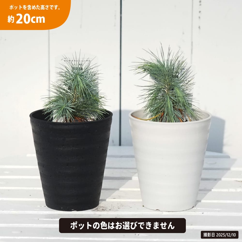 マルチネス ピニョンマツ 苗 販売 苗木部 By 花ひろばオンライン