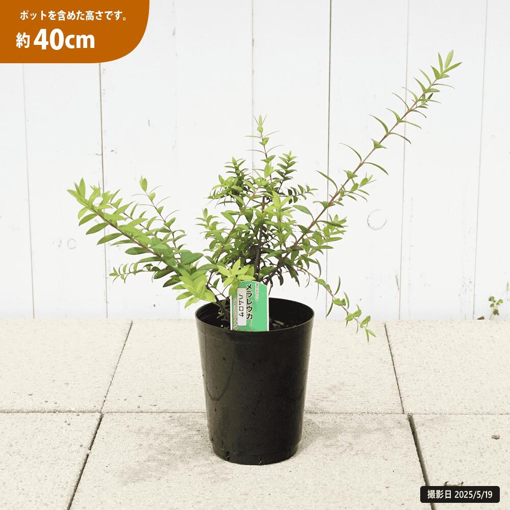 メラレウカ ハムロサ 苗 販売 苗木部 By 花ひろばオンライン