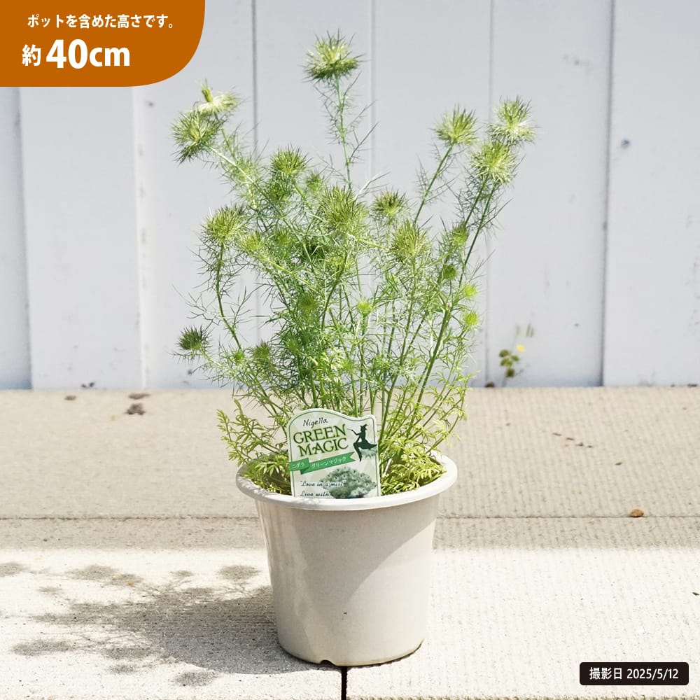ニゲラ グリーンマジック 苗 販売 苗木部 By 花ひろばオンライン