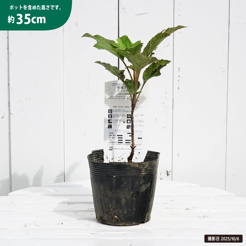 カシワバアジサイ スノーフレーク 苗 販売 苗木部 By 花ひろばオンライン