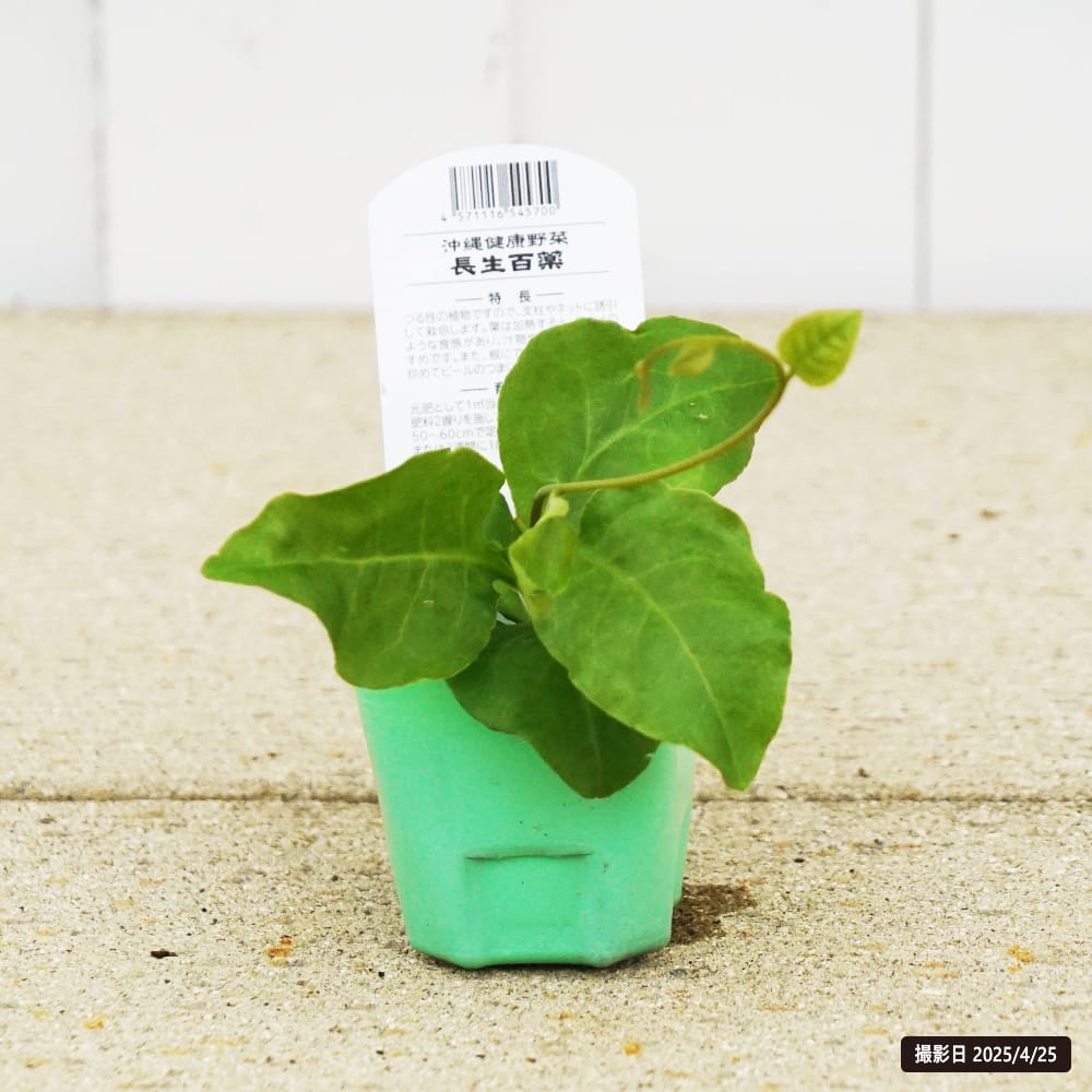 無農薬 オカワカメの苗セット