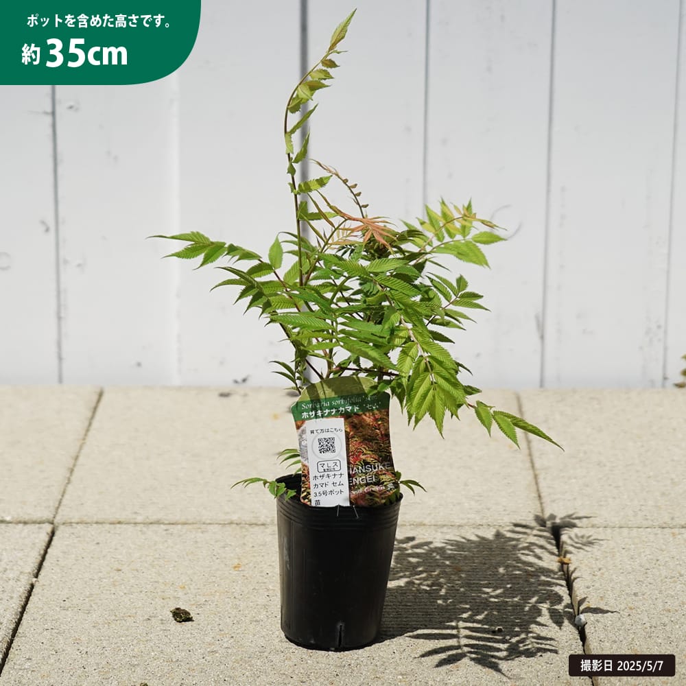 ナナカマド　大株　【品番3431】 ホザキナナカマド セム 苗 通販 苗木部 By 花ひろばオンライン