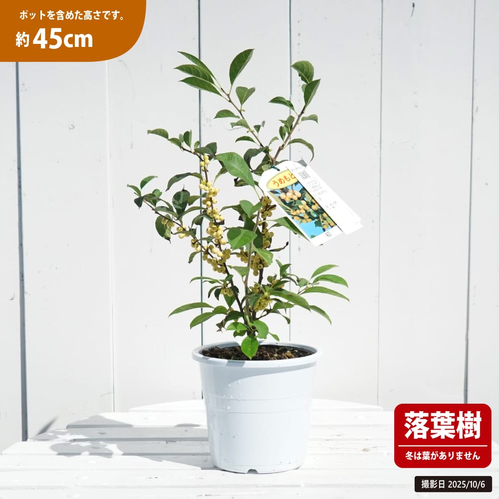 ウメモドキ 白 苗 販売 苗木部 By 花ひろばオンライン