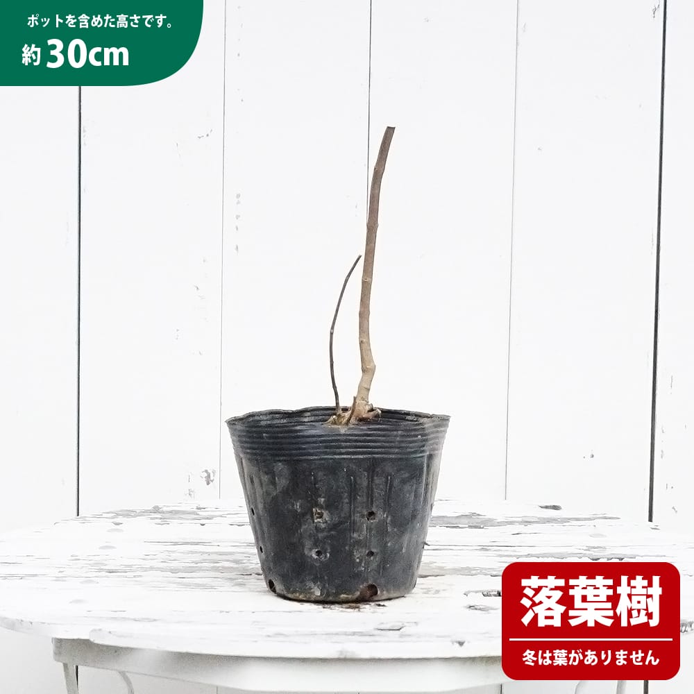 西洋ニンジンボク ブルーディドレ 苗 販売 苗木部 By 花ひろばオンライン