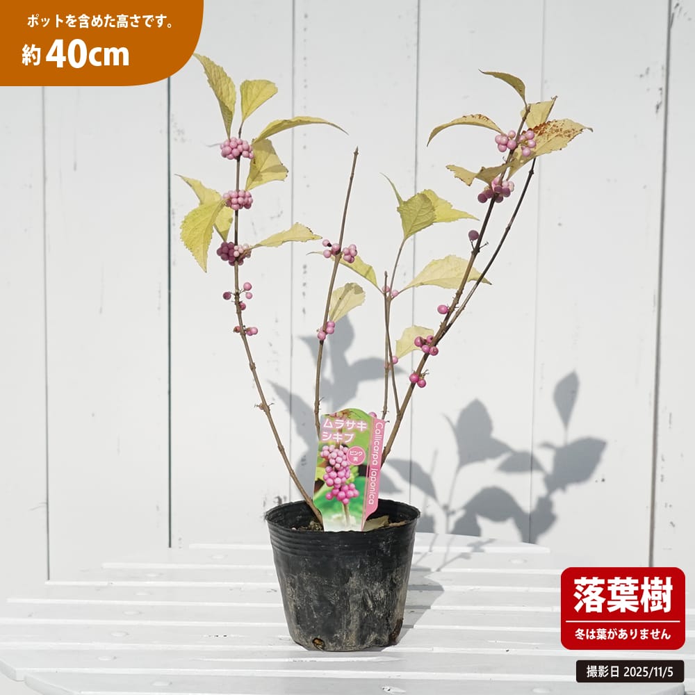 ピンク　レンブ　苗 赤レンブの苗木【果樹苗 2年生実生苗 21cmポット／1個】｜ 【植物の