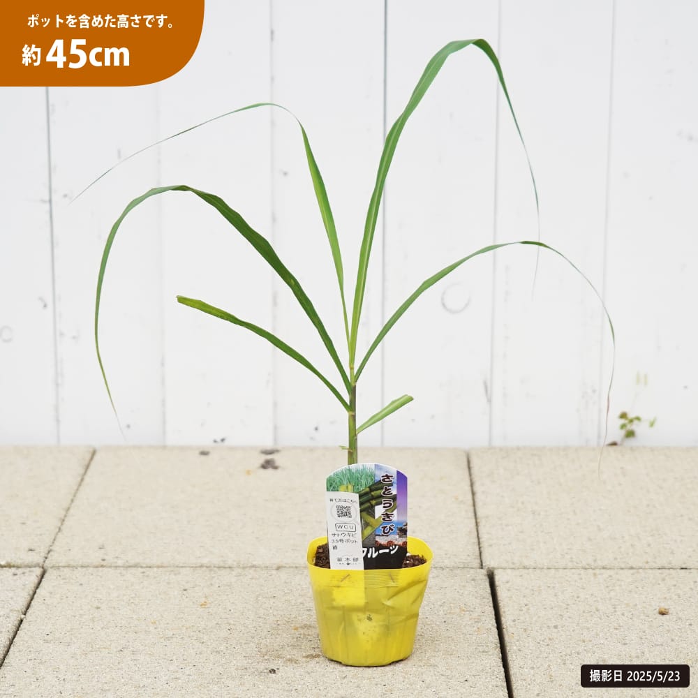 サトウキビの夏植え用の苗