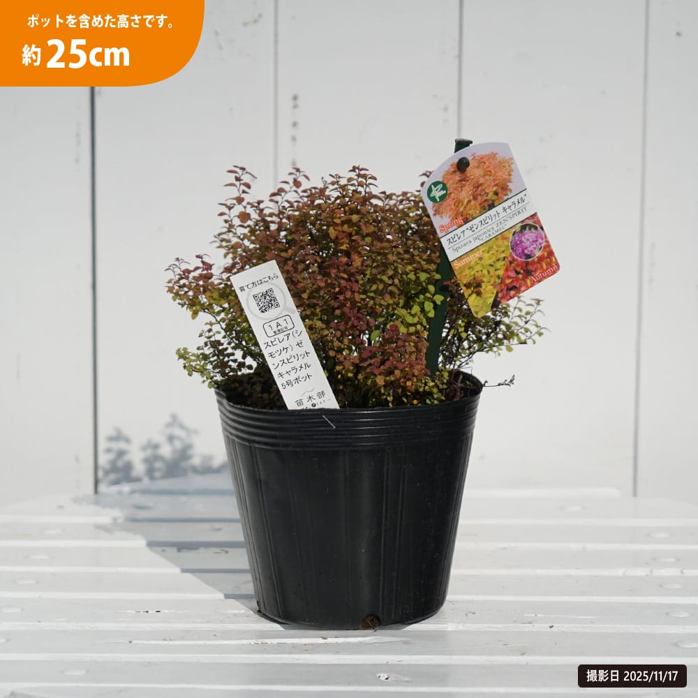 シモツケ ゼンスピリットキャラメル 苗 販売 苗木部 By 花ひろばオンライン