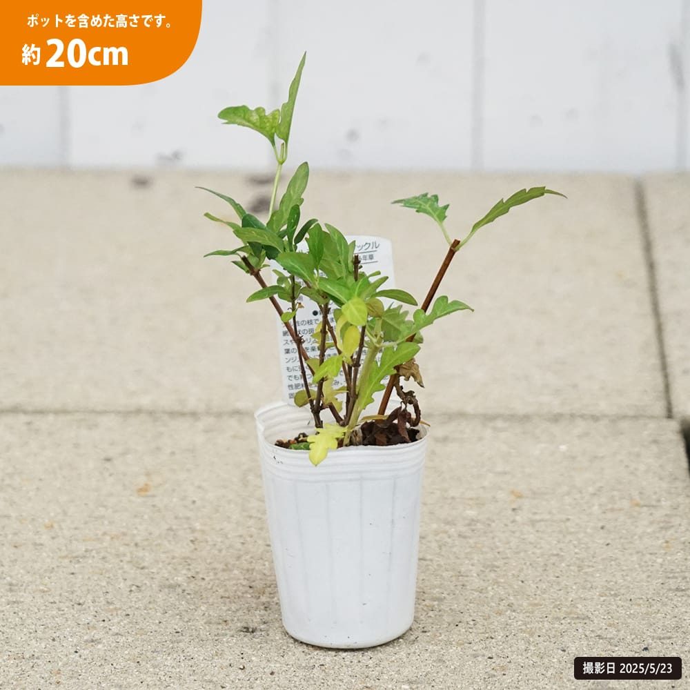 オーダー品 スイカズラとつぶつぶ草 オーダー品 スイカズラとつぶつぶ草