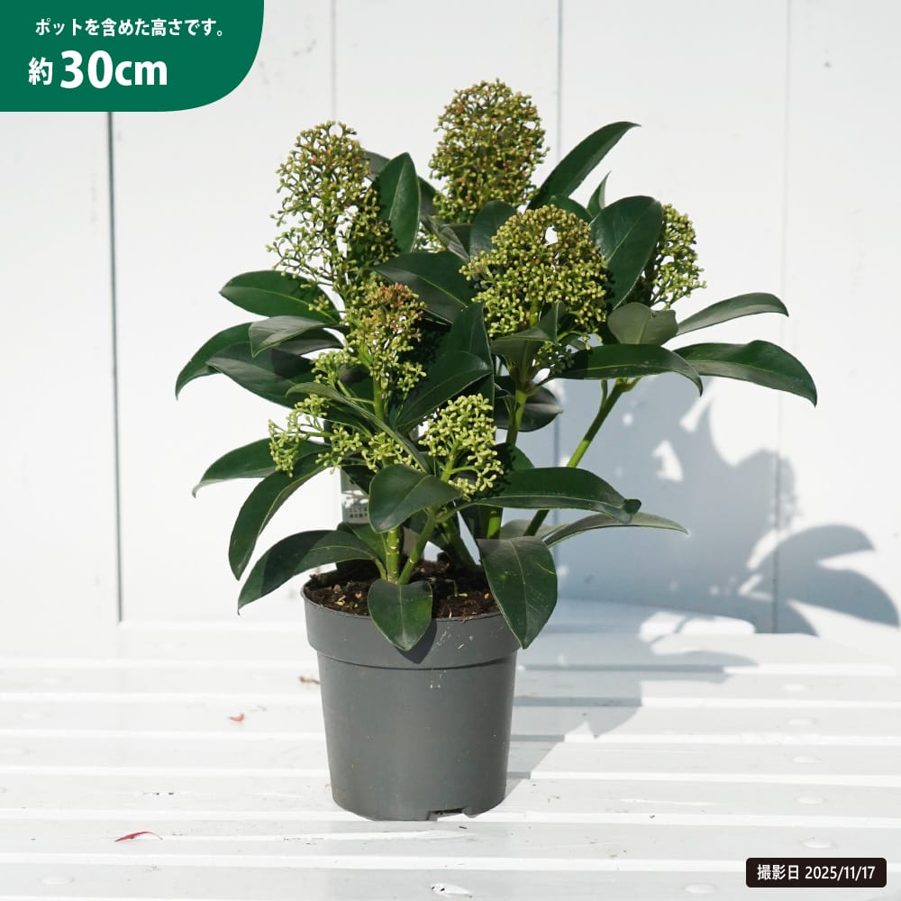 スキミア 花が咲く雄株 フレグラントクラウド 苗 販売 苗木部 By 花