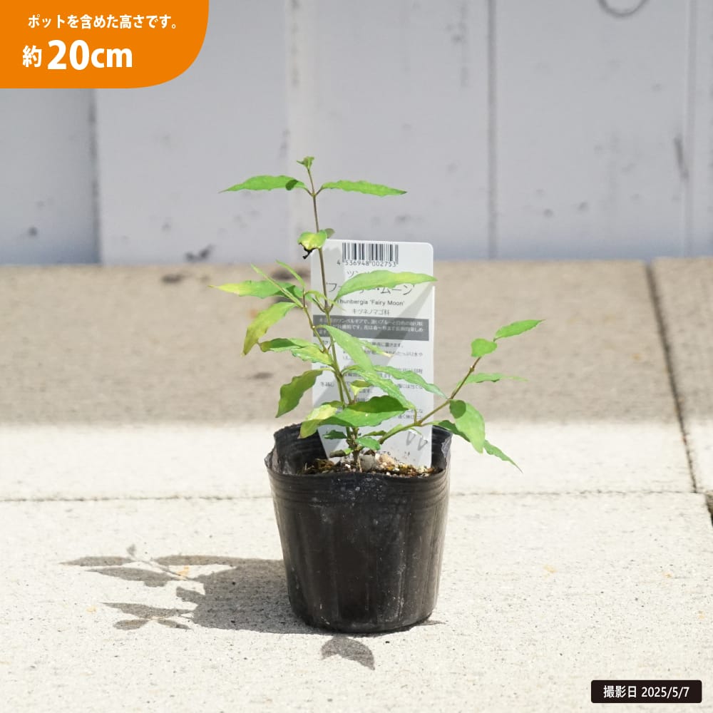 2025実生苗セットm 4センチポット 2025実生苗セットm 4センチポット 2024実生苗セットm 2024実生苗