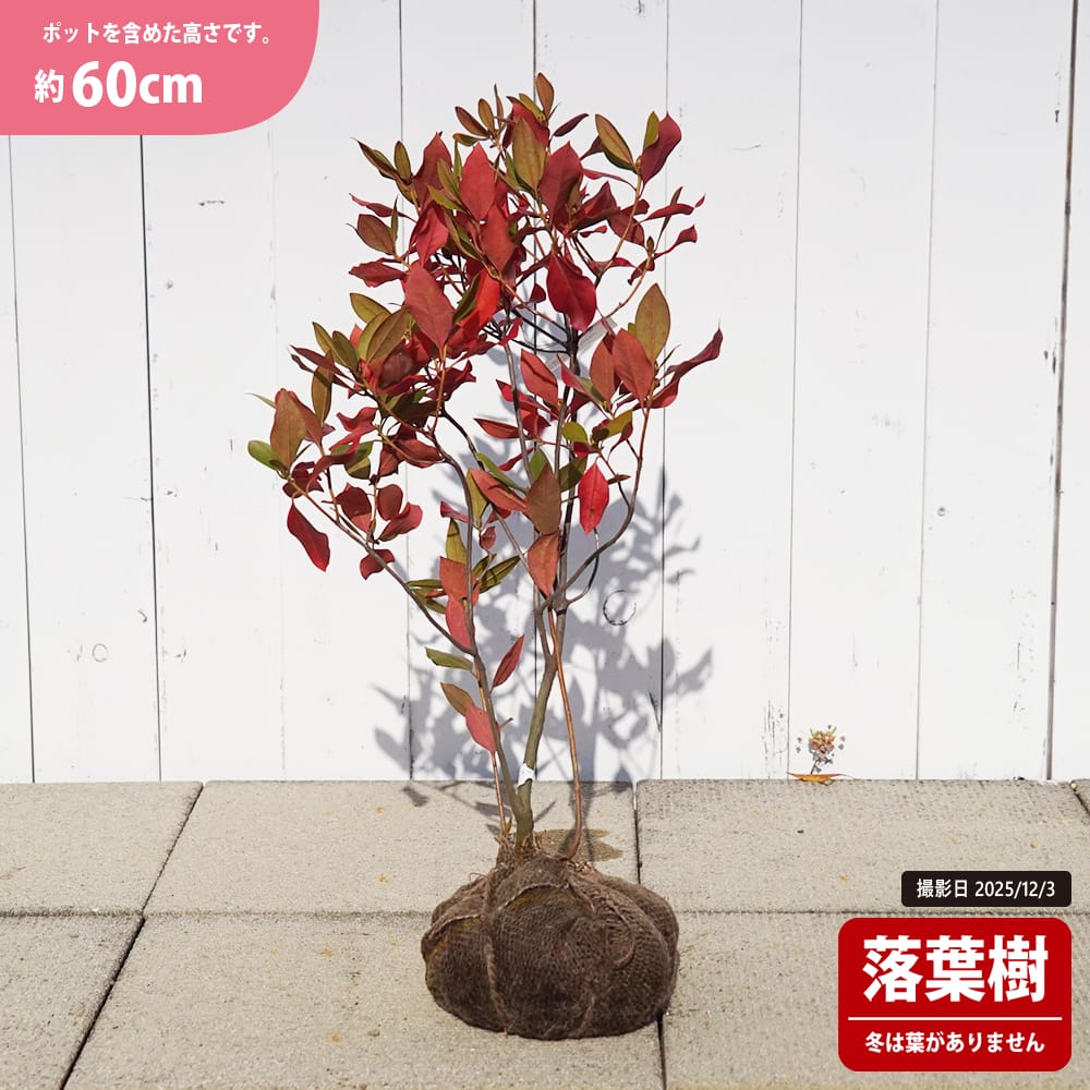 金子玄海ツツジ 苗 販売 苗木部 By 花ひろばオンライン