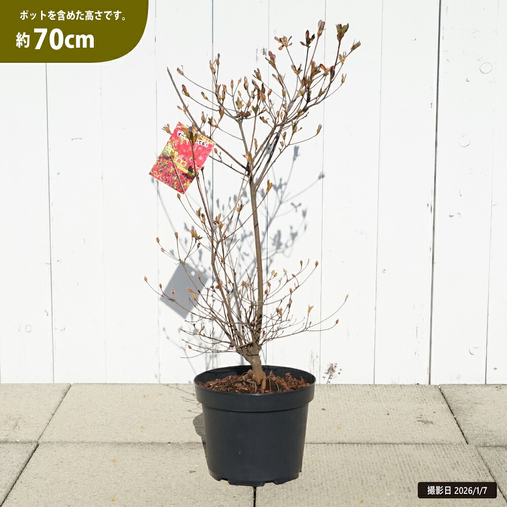 ヤマツツジ 紅長寿 苗 販売 苗木部 By 花ひろばオンライン