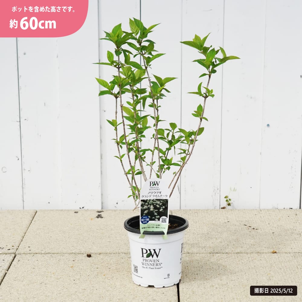 ノリウツギ グランデライムチーク 苗 販売 苗木部 By 花ひろばオンライン