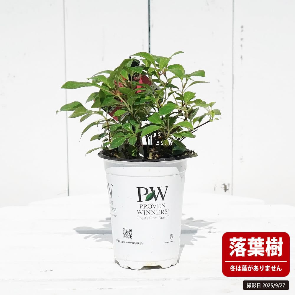 ノリウツギ グランデクイックファイヤー 苗 販売 苗木部 By 花ひろば