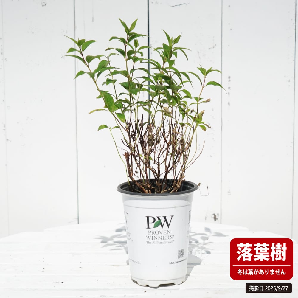 ヒメウツギ ユキチェリーブロッサム 苗 販売 苗木部 By 花ひろばオンライン