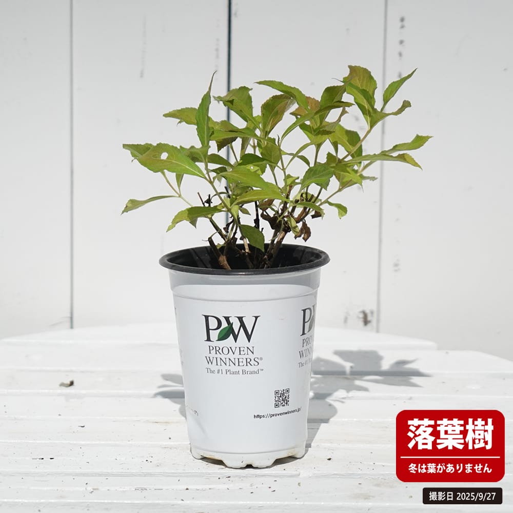 タニウツギ ダークピンク 苗 販売 苗木部 By 花ひろばオンライン