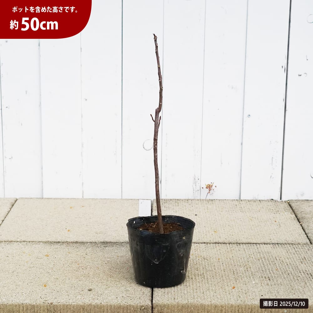 チャンチン フラミンゴ 苗 販売 苗木部 By 花ひろばオンライン