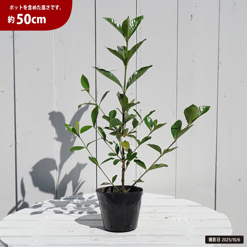 クチナシ オオヤエクチナシ 苗 販売 苗木部 By 花ひろばオンライン