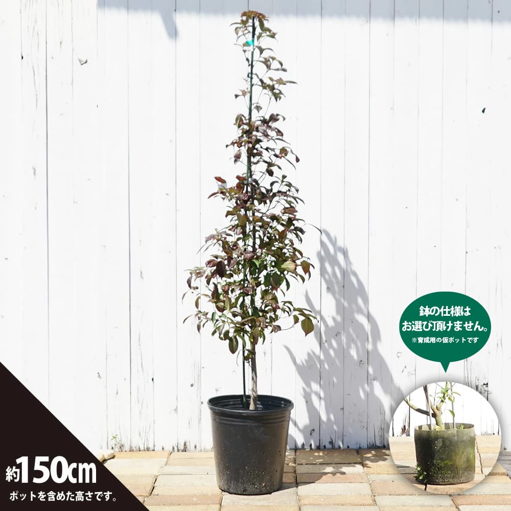 常緑ヤマボウシ　山法師　十五夜　常緑樹 果実付き 常緑ヤマボウシ 山法師 十五夜 常緑樹 果実付き