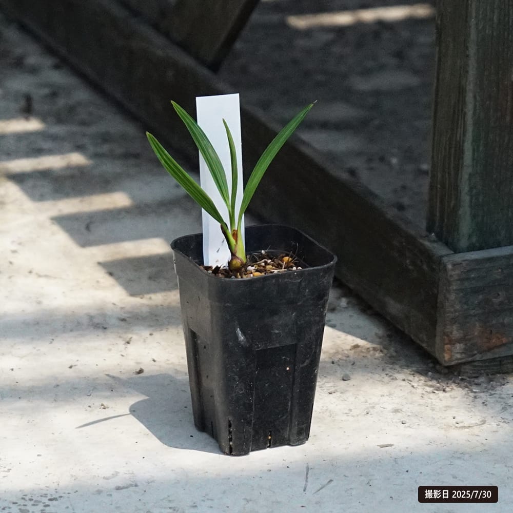 シルバーノコギリヤシ 苗 販売 苗木部 By 花ひろばオンライン シルバーノコギリヤシ 苗 販売 苗木部 By 花ひろばオンライン