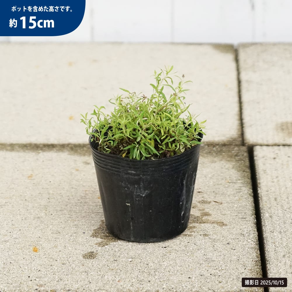 ユキヤナギ 斑入り 苗 販売 苗木部 By 花ひろばオンライン