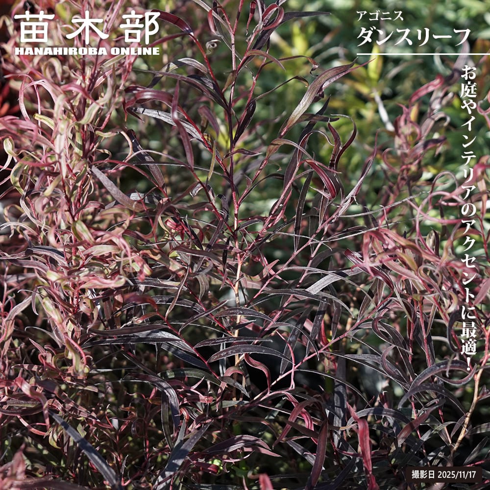 アゴニス ダンスリーフ 苗 販売 苗木部 By 花ひろばオンライン