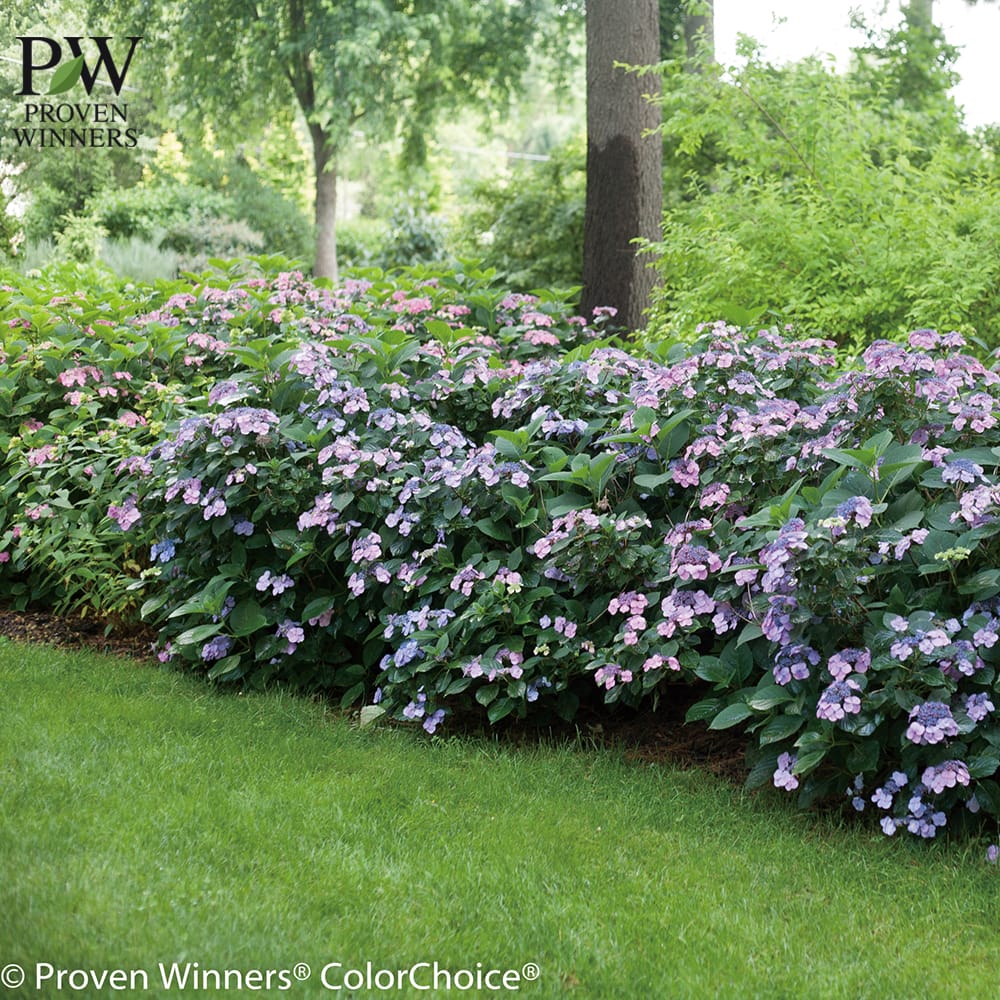 アジサイ タフスタッフ 苗 通販 苗木部 By 花ひろばオンライン