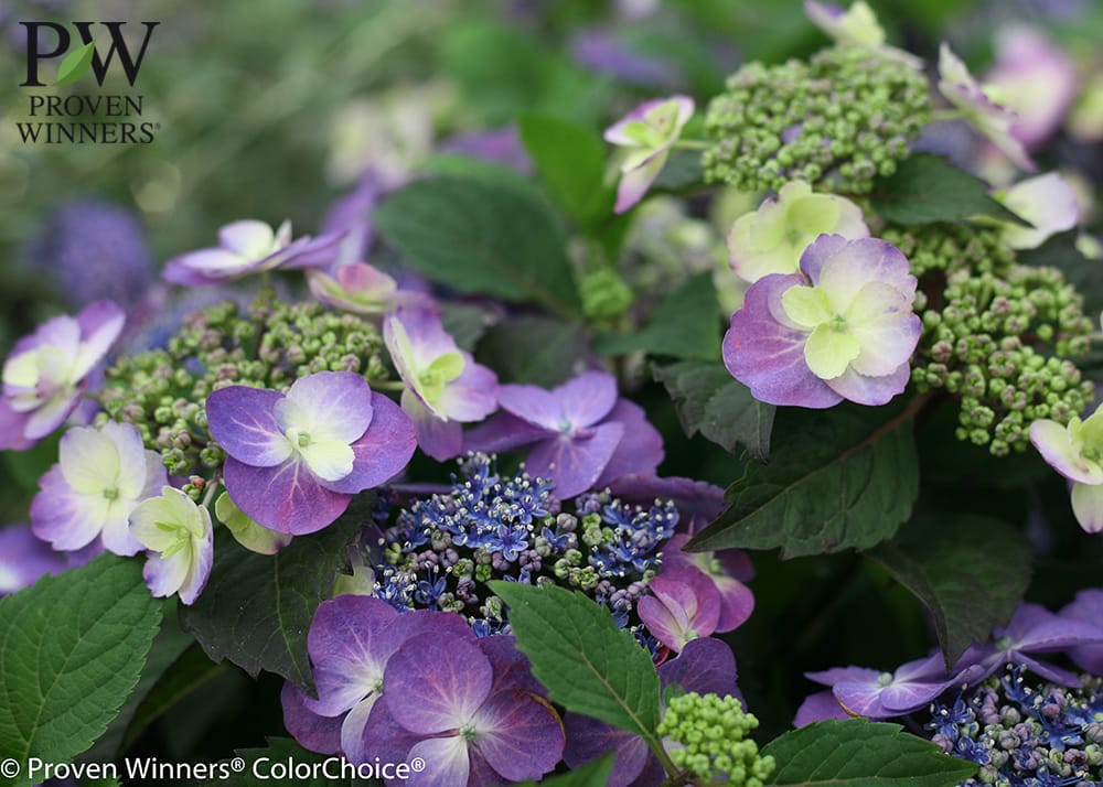 アジサイ タフスタッフ 苗 通販 苗木部 By 花ひろばオンライン