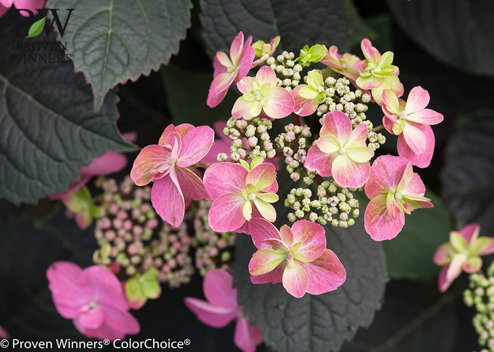 アジサイ タフスタッフ 苗 通販 苗木部 By 花ひろばオンライン