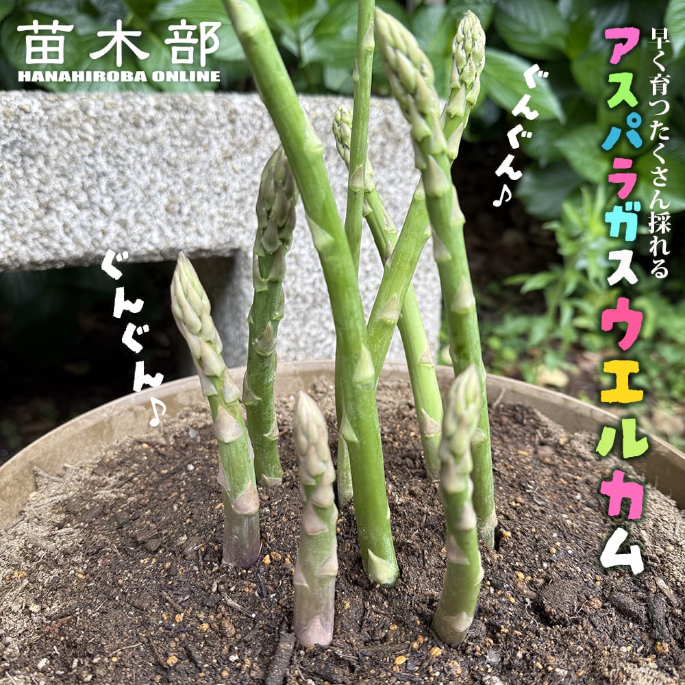 アスパラガス ウエルカム 苗 植え方 苗木部 By 花ひろばオンライン