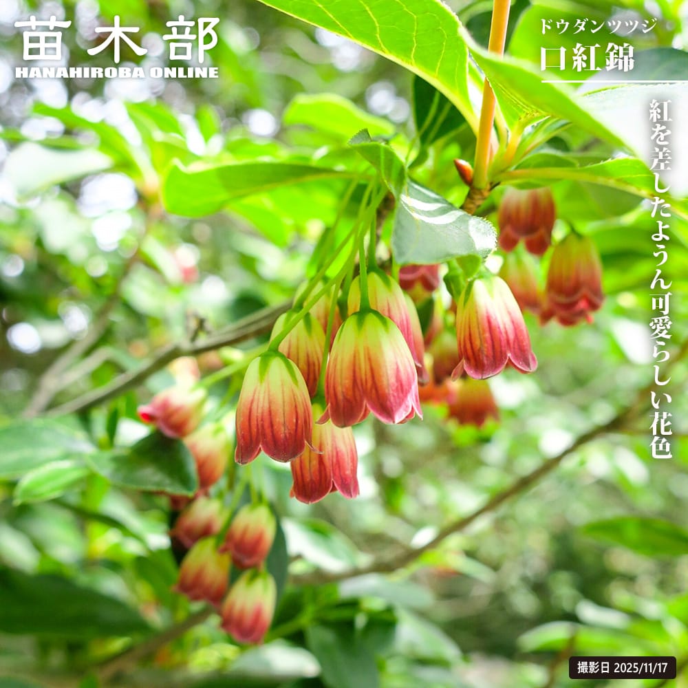 ドウダンツツジ 口紅錦 苗 販売 苗木部 By 花ひろばオンライン